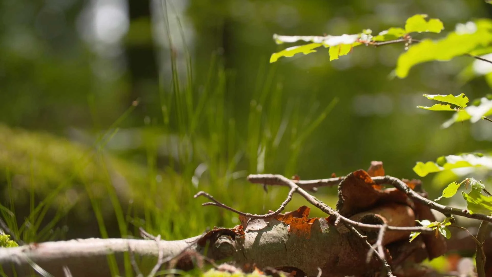 Nahaufnahme eines heruntergefallenen Astes mit trockenen Blättern auf dem Waldboden, umgeben von grünem Gras und Laub bei natürlichem Tageslicht.